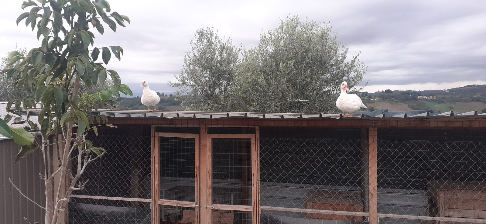 A CASA DEI NONNI — foto 9