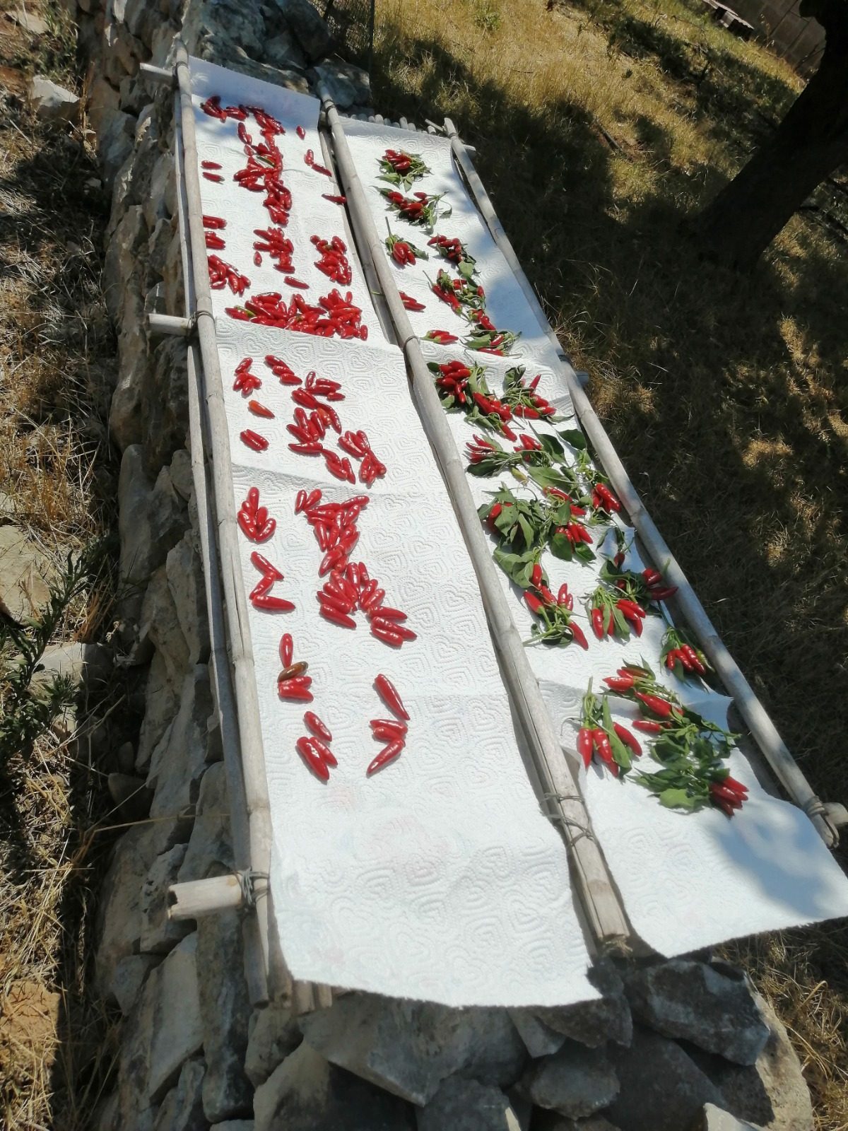 Il Giardino di Mastunicola Home Restaurant — foto 5
